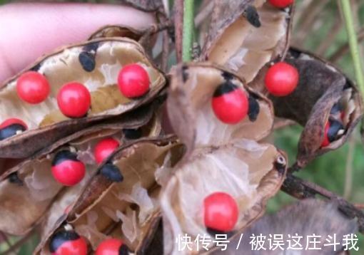 越漂亮的花越有毒。快来了解这18种“大毒化”。提高知识不吃亏