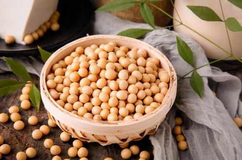 喜欢养绿植就多备些“黄豆水”，居家自制，不用多花钱、效果好