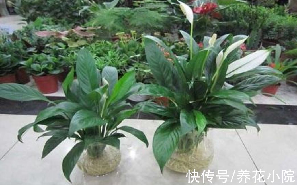 7种漂亮花,家里阳光少也能养,光照太强反而长不好