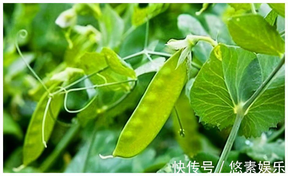 石榴多酚|想长寿得会吃,常吃以下3种食物,排毒清肠、护肝明目、改善体质