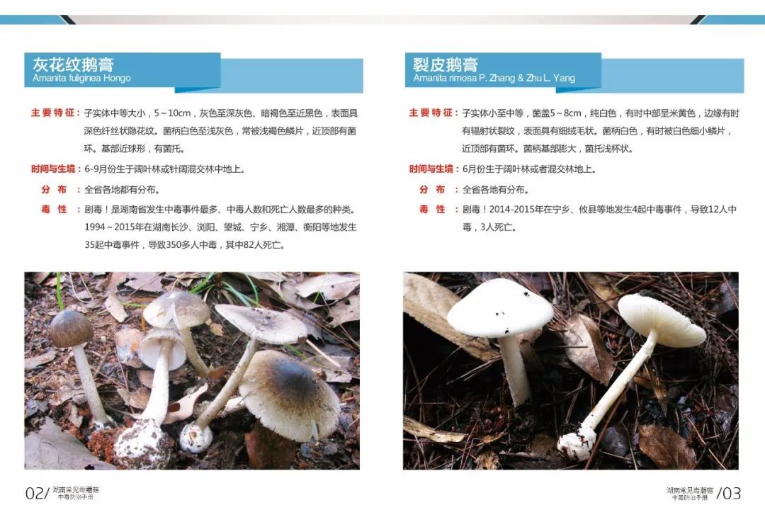 野生|所有人,邵阳市疾控中心最新提醒:勿采勿食不买不卖!