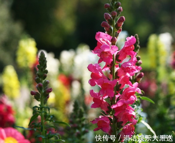 此花如灵动的金鱼一般，栩栩如生鲜艳夺目，是吉祥之花