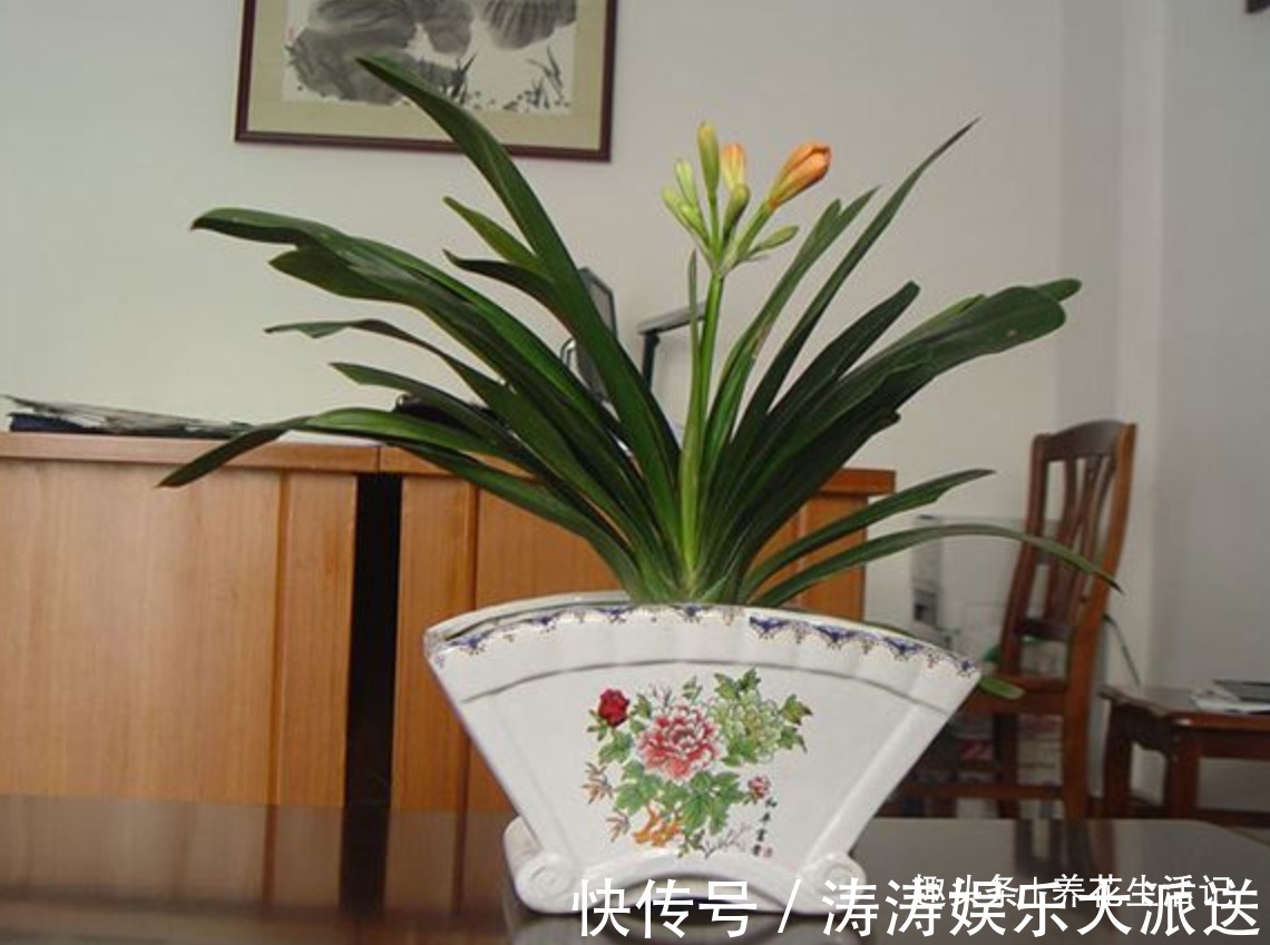 君子兰“烂根多”先别扔，采用这种方法做，30天后根系健壮