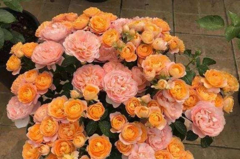 家里养上“4种花”,直接变成小花园,花开满盆,你家有吗?