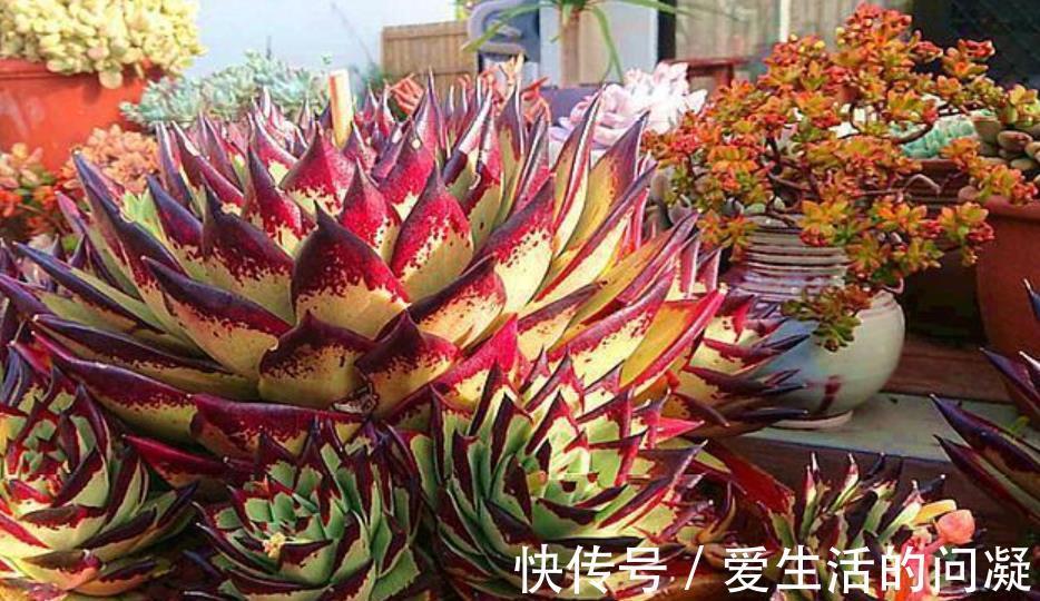 夏天|夏天多肉有“5怕”，及时避开才能安全度夏，入秋后越长越美