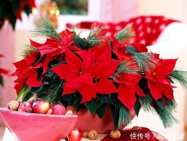 这四种花再便宜也不能养,个个有毒,开花再漂亮,也不敢在家养