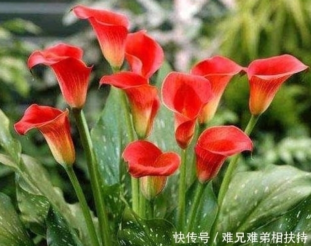 种花|4种花爱“喝水”，浇水越多长得越旺，再不担心烂根黄叶