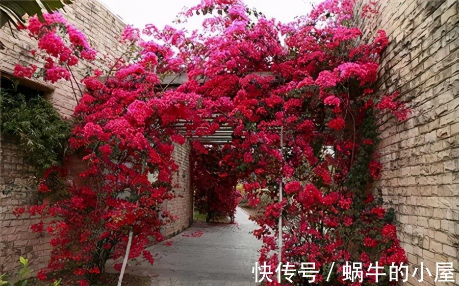 复合肥|5种漂亮花,7月养一盆正当时,越热开得越旺盛,花苞砰砰满枝头