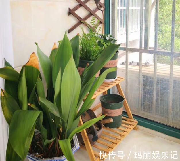 绿植|室内养殖花草，该注意哪些？挑选什么品种合适？