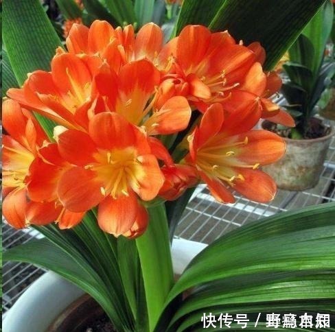 叶片|君子兰养了好几年,就是不开花,用了这个小技巧,一下开了几十朵!