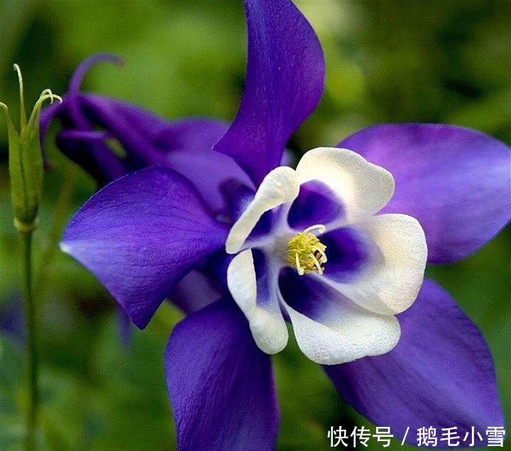 此花娇小玲珑,盛开时像一只停靠在枝头的小鸟,让人为之叫绝