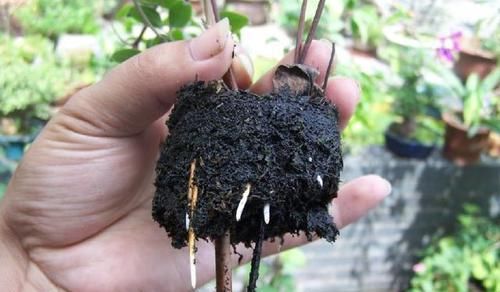  花卉|冬天扦插花卉，准备1个塑料瓶，生根快成活率高！