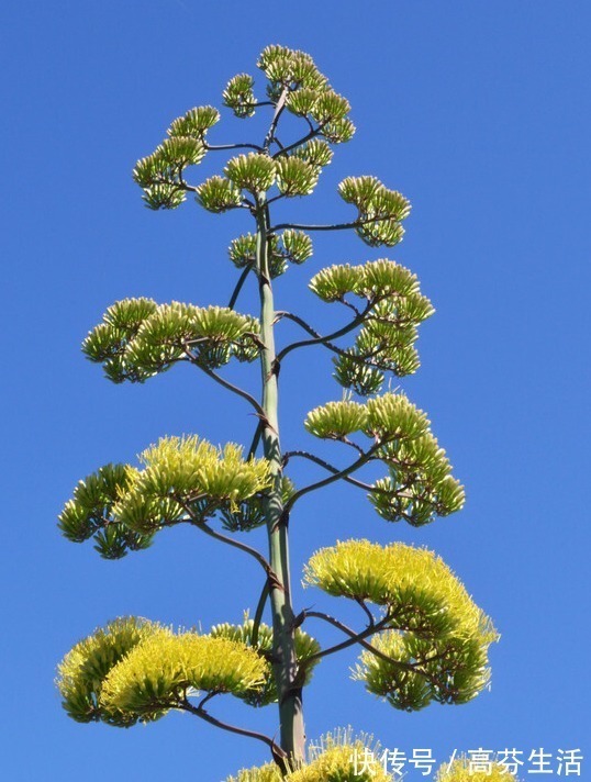 观音莲|开花会死的多肉名单,你家要有养,看见花箭就“给一刀”