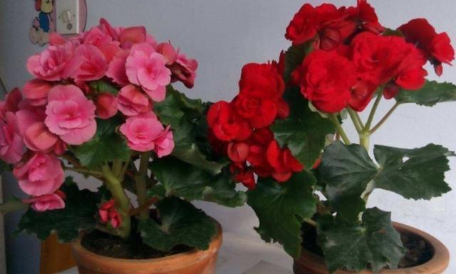 你家丽格海棠不能全年开花关键在于这4点,学会了四季花开不断