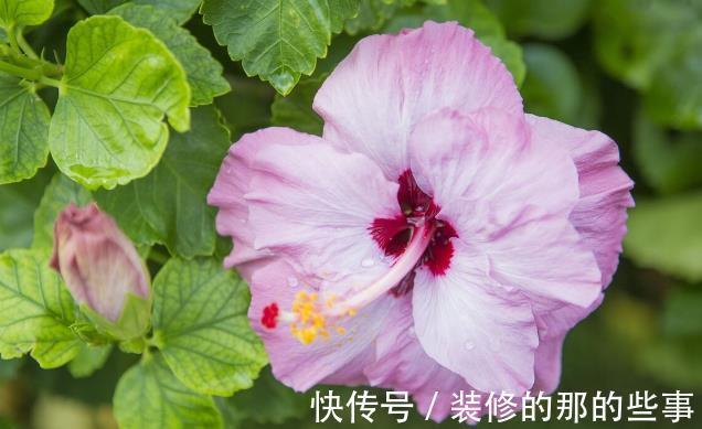 良心好花|5种被世俗耽误的良心好花，完美诠释了“我很普通，但很美”