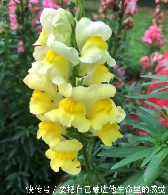 开花最香的4种花,家里养一盆,好养又漂亮,一开就是300多天!