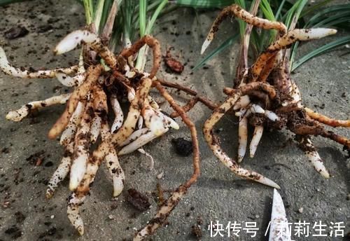 营养土的自制方法，兰友说：这样就简单了，明天开始做