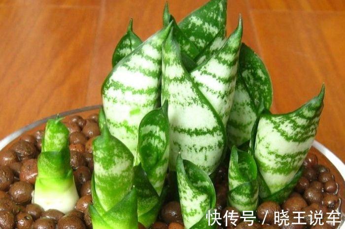 小芽|冬天虎皮兰,正在“虚弱期”,注意3个要点,小芽一个接一个
