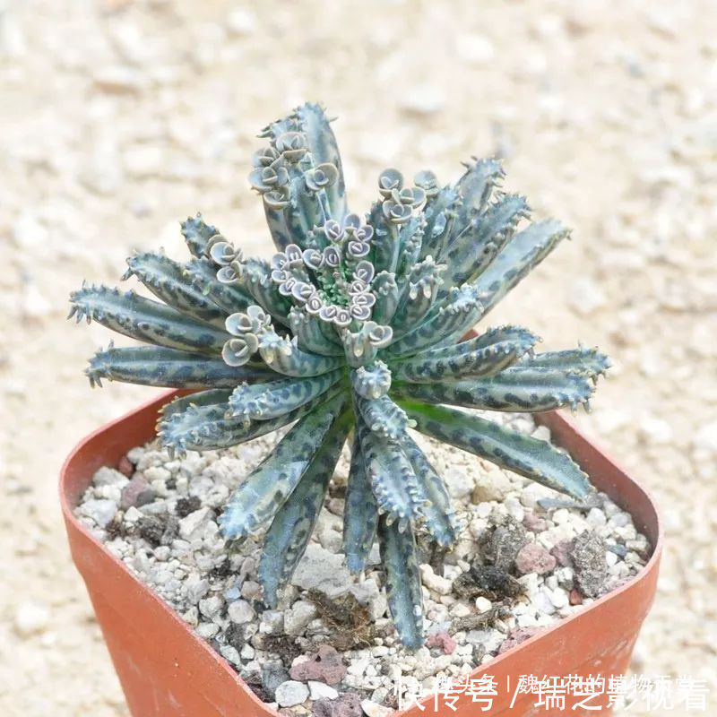 超级好养的8种花,1个月不浇水也死不了!