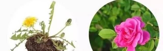 高二女生,因一壶蒲公英水,被送入医院,蒲公英泡水,有4大禁忌