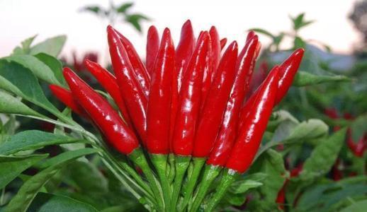 黄花草油酸|茄子是高血脂的发物,医生,想降脂的人,3种素食要少吃