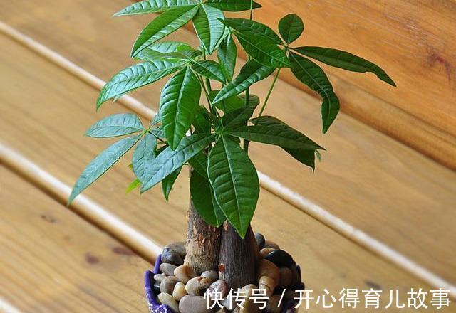 农历九月二十三霜降后,养什么花?以下3种花,喜气盈门岁且更始