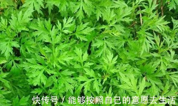 清明|被打绝迹的野菜，在农村老家剩下的一点，看看你还认识吗？