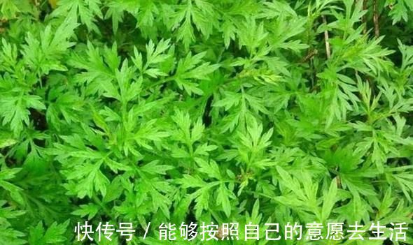清明|被打绝迹的野菜,在农村老家剩下的一点,看看你还认识吗?