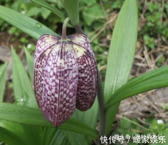 植物|农村遇见“它”,请保护好,野生的很珍贵,目前980元一斤