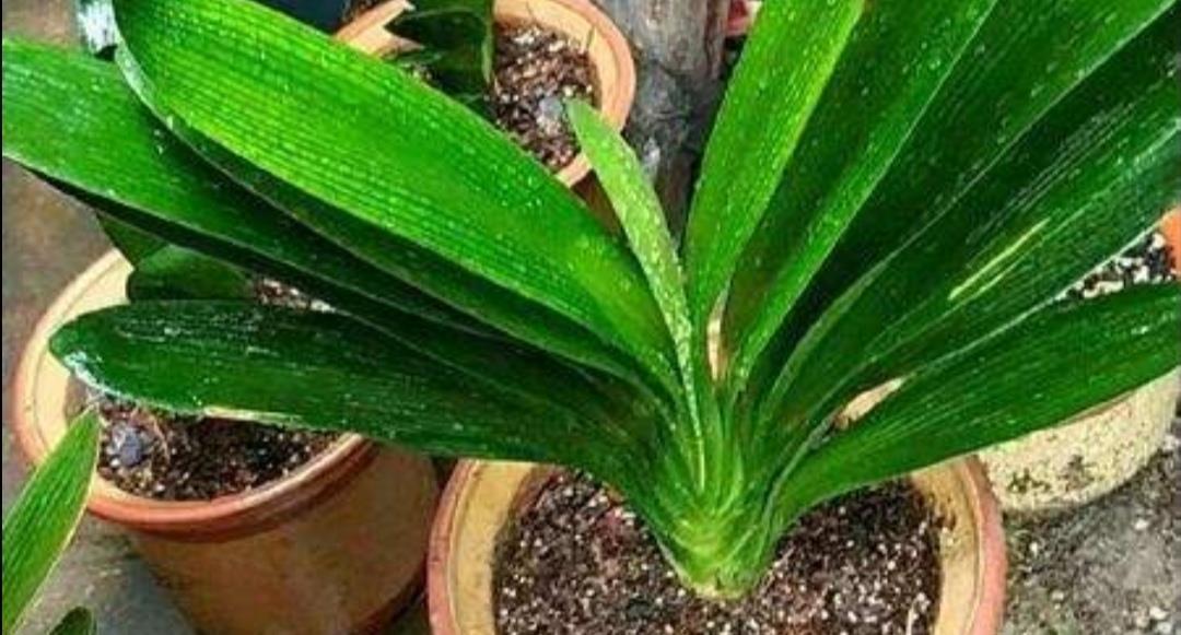 烂根|君子兰烂根不要扔,用这种方法处理,一个月长满新根