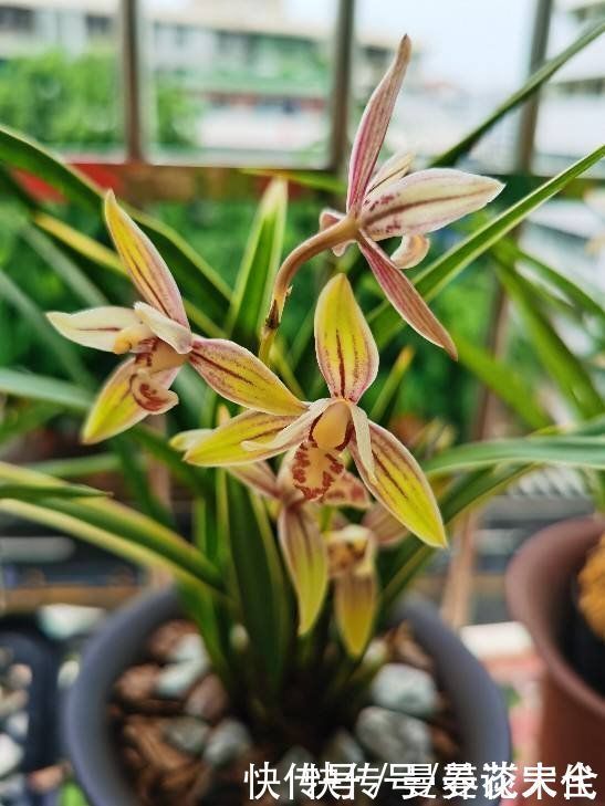 修剪|建兰要想开花，养护要记住“4个巧妙”，花朵开得才会多