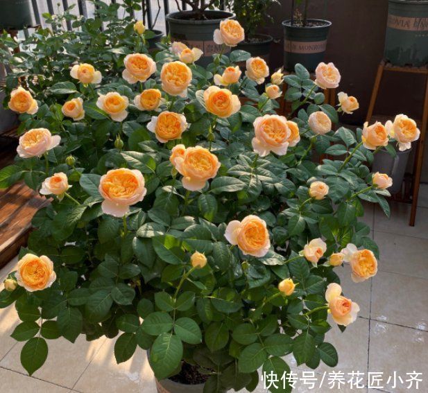 花苞|如果你养着月季，想要秋季连续开爆，按照三步走，最少开2次