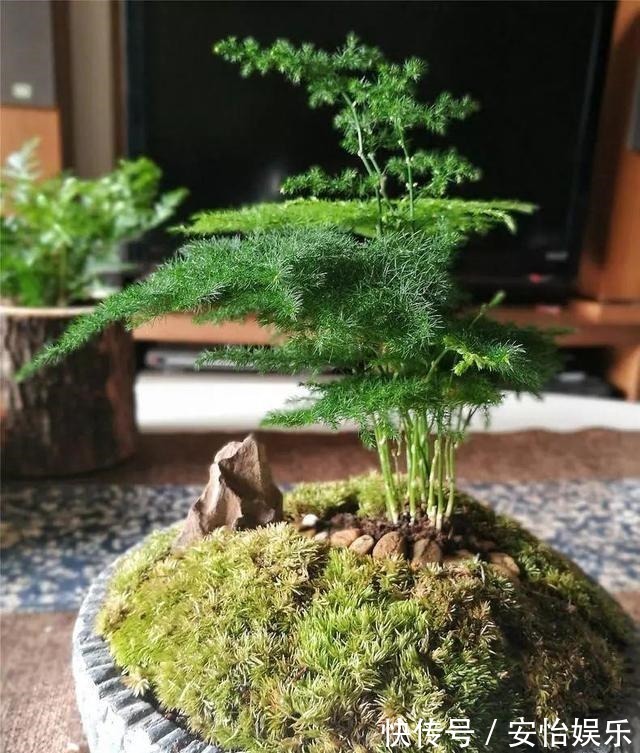 对门邻居家的“文竹”养成精了，整个屋子都爬满了，养花真技术