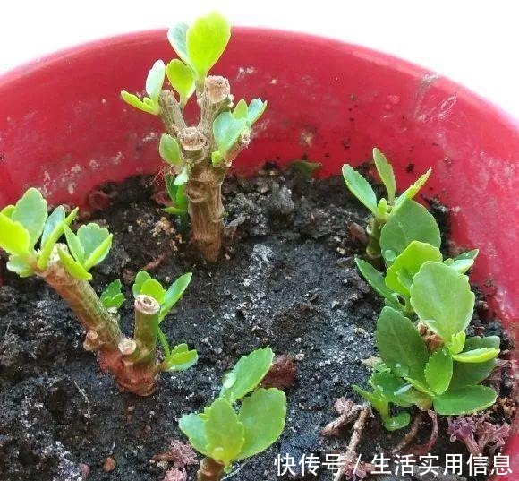 特欠剪的花,越剪越好看,花开不断!特欠剪的花,越剪越好看,花开不断!