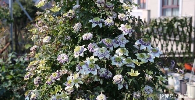 铁线莲在冬季越冬就会枯死?有多少送给我,来年院子变花海