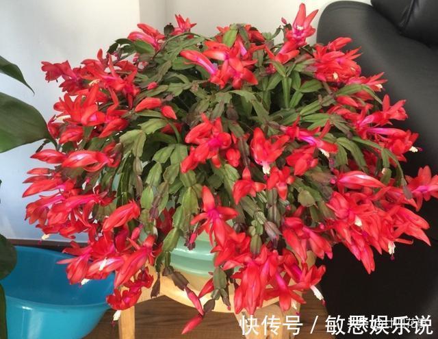 根源|蟹爪兰叶子软塌，难复花，“根源”在这里，解决后重新饱满猛开花