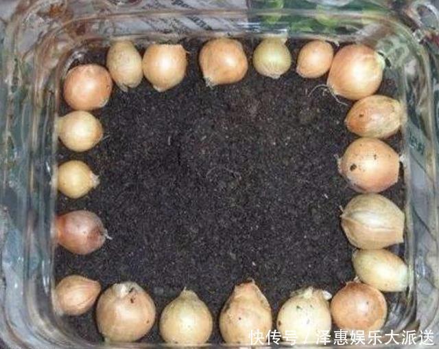 种植|厨房的“空油桶”留着,拿来“剪2刀”,变成“种菜容器”,值!