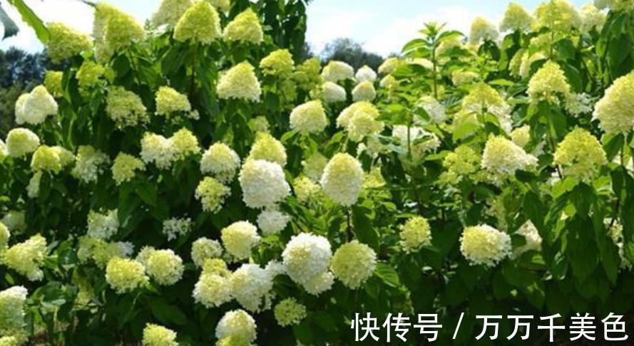 鹤望兰|阳台采光差,建议你别养这10款花,长势差难开花,越养越生气