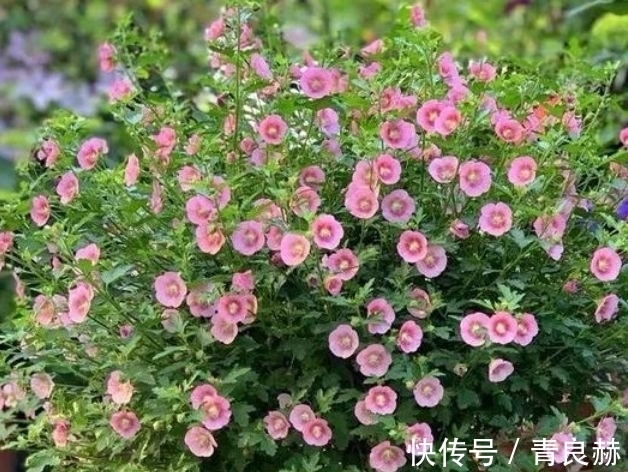 养护|超漂亮的4种花,长势好、花色艳,雍容华贵,养护简单!