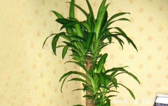 这“3种”植物,爱吃醋,每7天吃1斤,叶子绿油油,蹭蹭长不停