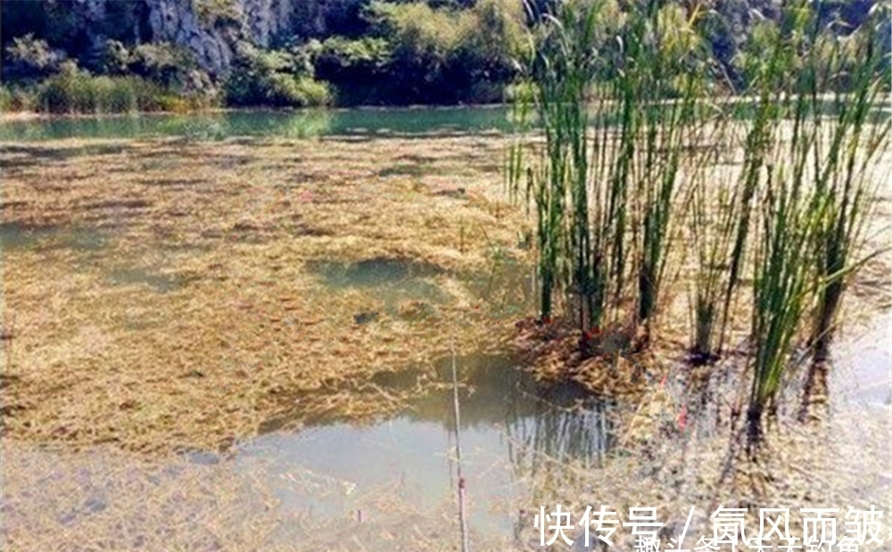 冬钓鲫鱼，在有水草的地方选钓点，不能随意，这种水草才有鱼群