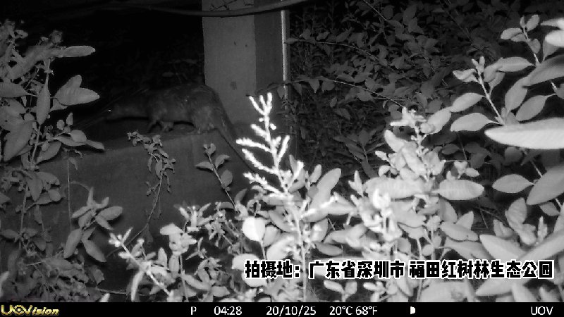 公园|深圳的智慧海绵生态 腾讯云“承包”了