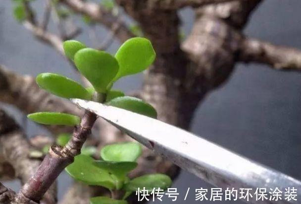 盆栽玉树要如何修剪,剪得一片叶子不留还能活吗