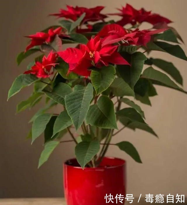 在室内半阴处容易开花的11种盆栽开花植物，家里可多种几种！