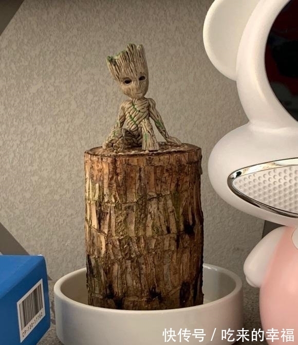 30块钱买到的小木桩,放在水里就长叶,养护简单,当成桌摆