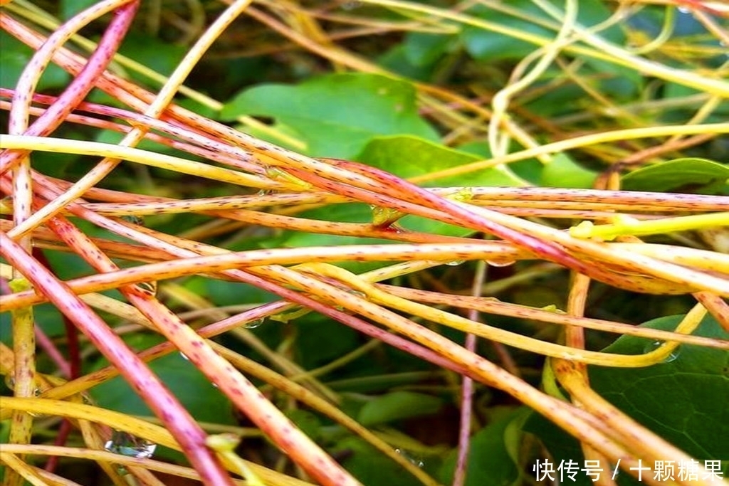 农村这野草价值很珍贵,如今要20元一斤,遇到请珍惜