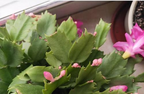  回家|蟹爪兰买回家，花苞干瘪了？此样做，25天满头又花苞