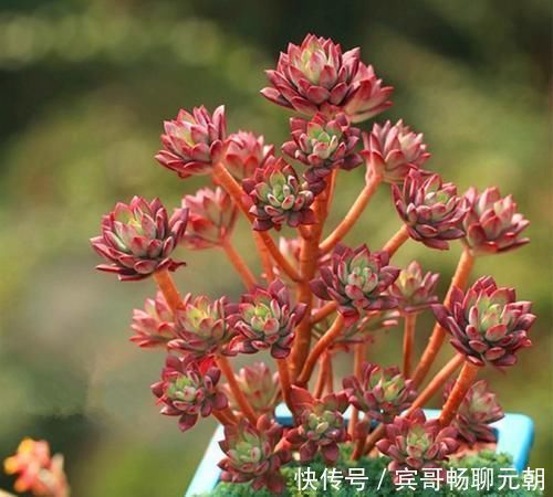 6种漂亮多肉,越老越美丽,长成小老桩,人人见了都赞叹不已!