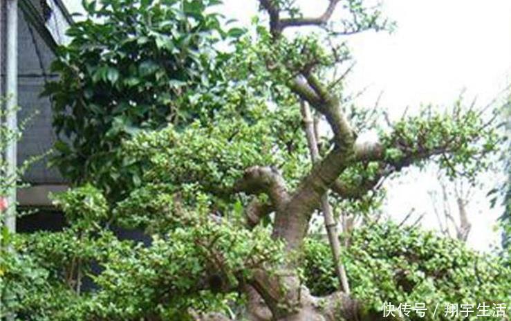 象鼻|大妈养一株“象鼻”盆景,从没人要变“万元级”,才花3个月