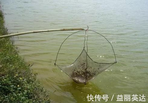 田沟里的麦穗鱼是怎样的一种鱼?有什么经济价值?